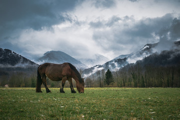 Cheval au pr&eacute; en hiver