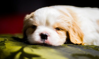 a pretty face of a white-beige little cavalier with a black nose and a sweet face looking directly at the lens - a large close-up 