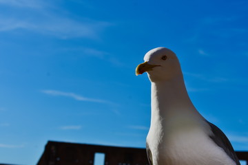 low angle view on seagull blue sky on background 