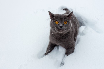 British cat sits in a deep snowdrift