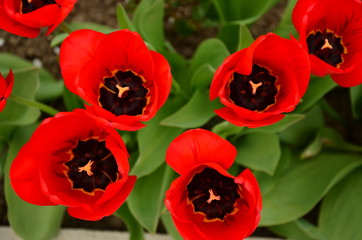tulipanyczerwone widok z góry