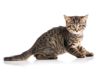 Cat. Cat from the street. stray cat.