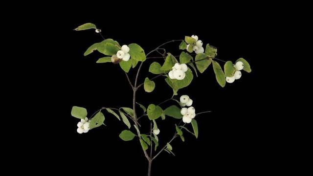 Time-lapse of drying Snowberry (Symphoricarpos, Ghostberry, Waxberry) branch leaves 2a4 in 4K PNG+ format with ALPHA transparency channel isolated on black background
