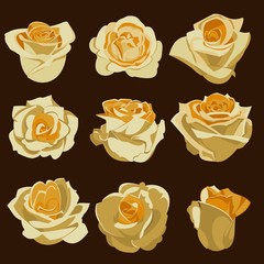  set of cream roses