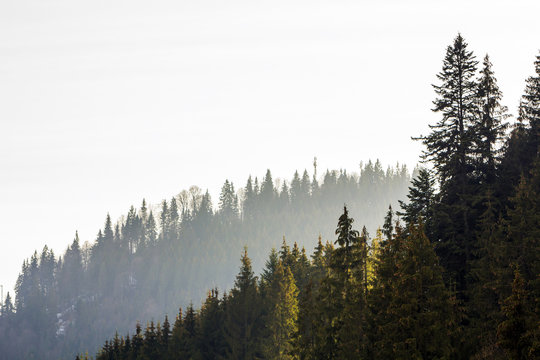 Fototapeta Pine trees in mountain forest