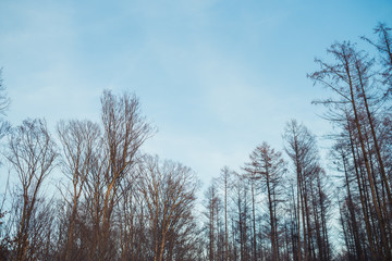 Winter forest on the sunset