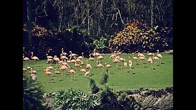 Pink flamingos on the grass in Miami park in Florida in 70's. Historical United States of America in 1978.