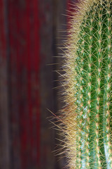 Spiny Cactus close-up for background or wallpape