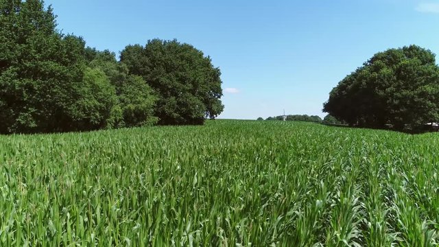 Aerial footage of beautiful corn field showing trees on both sides and moving towards Dutch windmill in background amazing summer day food production scene blue sky background 4k high resolution