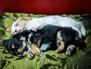 two sweet tiny white and black cavaliera puppies are sleeping close together, hugging each other on a green-black pillow