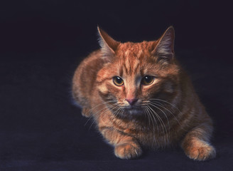 red tabby cat on a black background