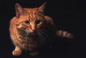 red tabby cat on a black background