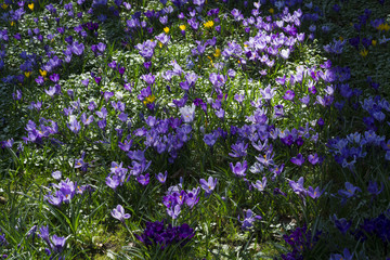 Wiese mit violetten Krokussen im Frühling