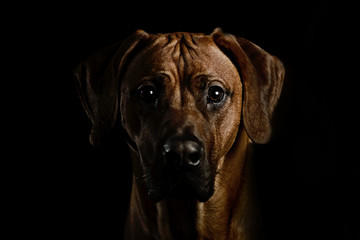 Rhodesian Ridgeback