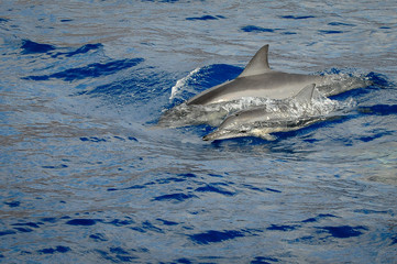 Fototapeta premium two dolphins
