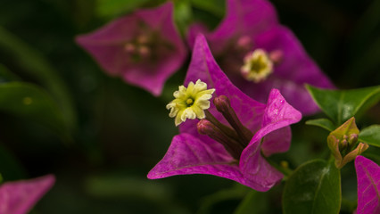 Beautiful Purple Flower