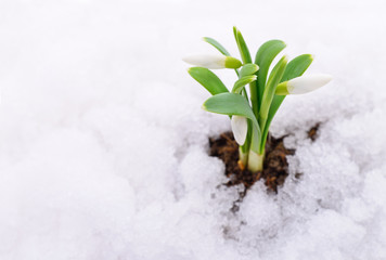 Snowdrop and snow.