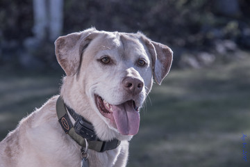 Labrador Smile