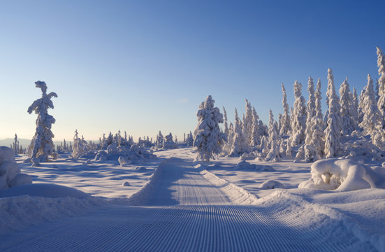 Norefjell / Norway: Perfectly prepared cross-country ski trails in the afternoon sun