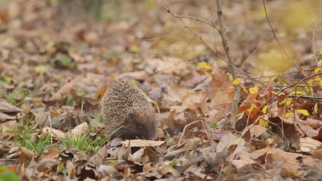cute hedgehog walking in the autumn park 