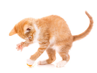 Kitten playing with toy