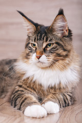 Portrait of a maine coon cat