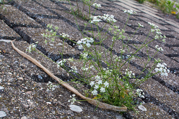 Naklejka premium snake skin on asphalt