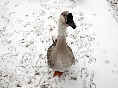 Portrait of the goose on the snow background