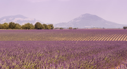 Naklejka na ściany i meble fields of lavender in the Provence, France