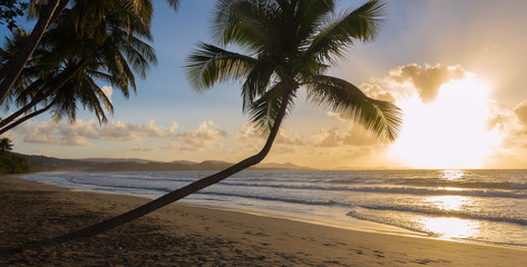 Sunset, paradise beach and palm trees, Martinique island.