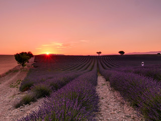 Sunrise over fields of lavender in the Provence, France