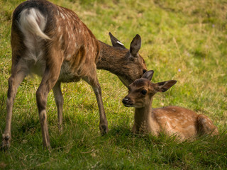 Deer Licks Her Fawn