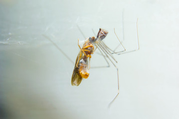 Spider Eating Insect , Selective Focus