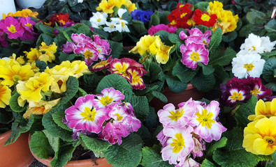Perennial primrose or primula flowers background