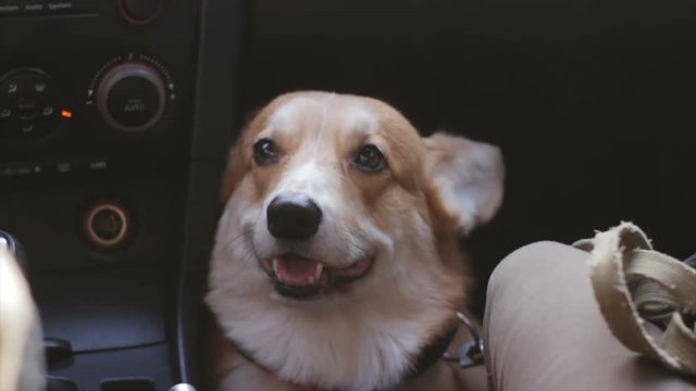 corgi dog in car, dog travel concept