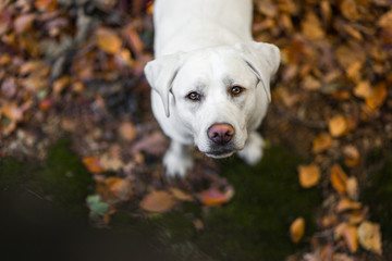 portrait of young cute labrador retriever dog puppy with big brown eyes during autumn with colored leaves