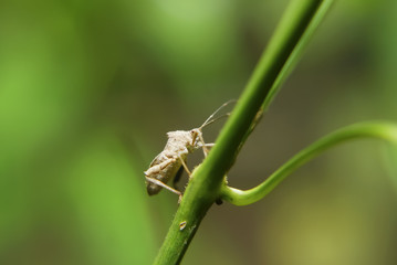The Predaceous Stink Bug