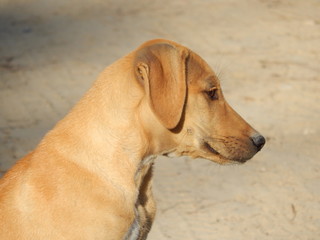 Kuyo Beach Dog