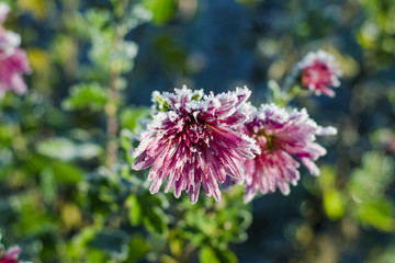 chrysanthemums in frost
