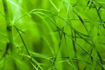 Green Grass Background , Close Up With Selective Focus
