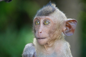 可愛いサル