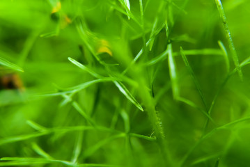 Green Grass Background , Close Up With Selective Focus