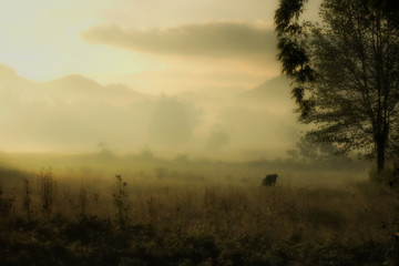 Farmer working in Myanmar