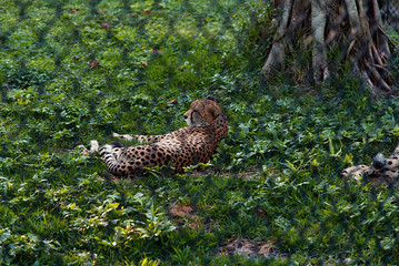 Cheetah Through Fence