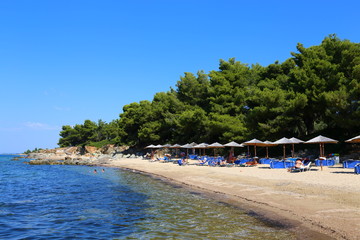 coniferous beach with umbrellas in Halkidiki ,Sithonia