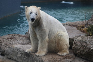 Obraz na płótnie Canvas polar bear that looks a bit sad conservation is essential for this species