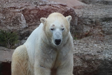 polar bear that looks a bit sad conservation is essential for this species