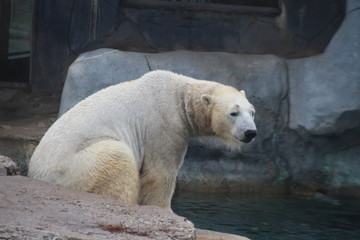 polar bear that looks a bit sad conservation is essential for this species