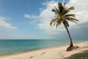 Coconut tree on the beach with Tropical sea scenery beautiful island at Phuket Thailand.