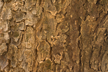 Neem Tree (Azadirachta Indica) bark texture close up